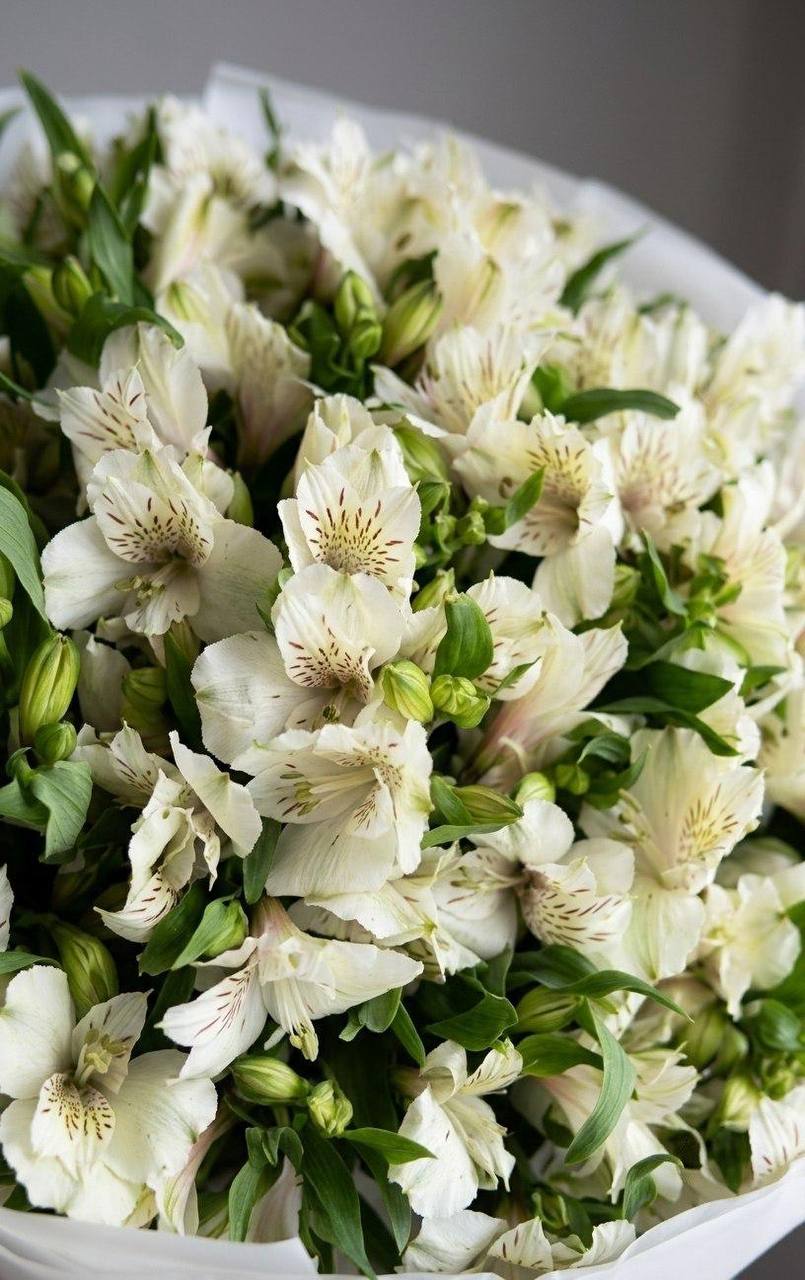 Моно-букет из 25 альстромерий